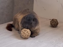 「これは何？」初めてのおもちゃに興味津々なマーモットさん！