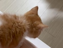 「見ててね！」と合図してぴょん！ はじめての大ジャンプに挑戦した子猫さん