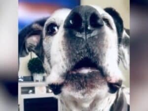 「大好き」が止まらない! 鳴き声で一生懸命に愛を伝える、犬さんの健気な姿