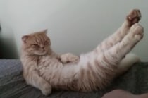 「このポーズ、真似できる？」 意外と難しいポーズをピシッと決める猫さん