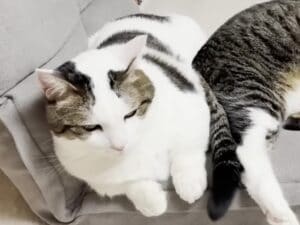 「ごめんやん…」一喝されてヘタレ顔に？ 気まずいけれど離れたくない猫さんの小競り合いが可愛すぎる