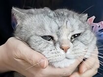 「もう、仕方ないニャ…」飼い主さんの突然のキス攻撃に、困りつつも身を委ねちゃう猫さんたちが可愛い