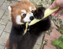 立ち食いする姿も可愛いレッサーパンダ！