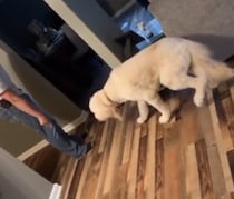 「怒られるよぉ…もうダメだ…」ショックの受け方が面白い犬。