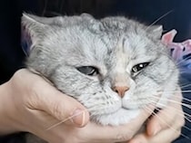 「もう、仕方ないニャ…」飼い主さんの突然のキス攻撃に、困りつつも身を委ねちゃう猫さんたちが可愛い