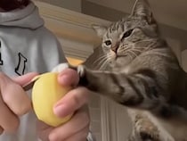 「それ一口ちょうだいニャ！」ジャガイモが気になって仕方ない？ おねだりが止まらない猫さん