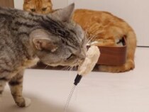 床から生えた不思議な物体？ 100円おもちゃに夢中でパンチを繰り出す猫さんたち