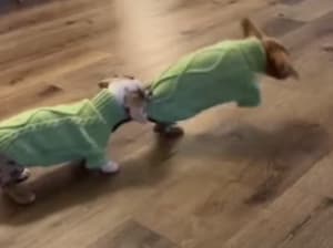 お揃いのセーターを着る犬さんたち、早速オモチャにして楽しそう。