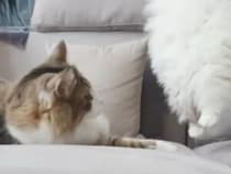 【空飛ぶ猫さん？】ソファを狙って上から華麗に登場！ 不意打ちの飛び蹴りを披露する猫さんに驚き