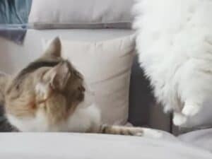【空飛ぶ猫さん？】ソファを狙って上から華麗に登場！ 不意打ちの飛び蹴りを披露する猫さんに驚き