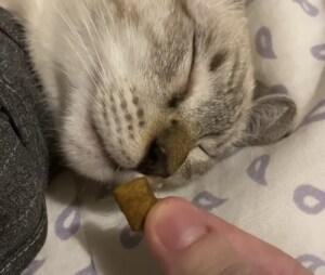 おやつの夢が見れる？寝ている猫さんの鼻先におやつを…