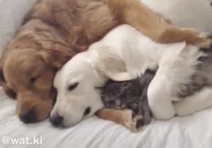 仲良すぎ！犬・犬・猫で川の字になってお昼寝