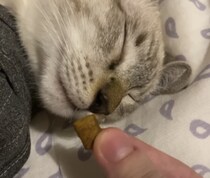 おやつの夢が見れる？寝ている猫さんの鼻先におやつを…