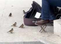 ギターの音色に集まった？ 音楽を聴く鳥さんたち。