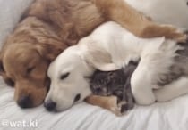 仲良すぎ！犬・犬・猫で川の字になってお昼寝