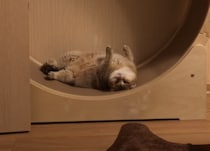 ダイエットかぁ、やりたい気持ちはあるんだけどニャ〜。