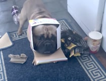 ゴミ箱にイタズラしてバチが当たっちゃった… 後悔する犬さん。