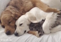 仲良すぎ！犬・犬・猫で川の字になってお昼寝