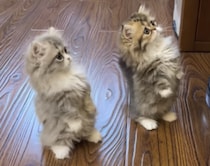 何が見えるのー？ 背伸びする子猫さんのキュートな立ち姿！