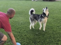 空高く投げたボールが落ちてこないぞ？ ずーっと空を見上げる天然な犬さん