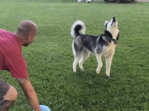 空高く投げたボールが落ちてこないぞ？ ずーっと空を見上げる天然な犬さん