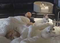 犬猫と一緒におやすみタイム♡ 憧れるけど、実はとっても大変？