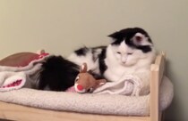 猫「自分のベッドでちゃんと寝るの」毛布を使う姿が可愛いすぎる。