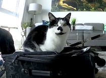 「一緒に連れてってよ！」長期旅行を察知してスーツケースに入りたがる猫さん