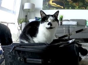 「一緒に連れてってよ!」長期旅行を察知してスーツケースに入りたがる猫さん