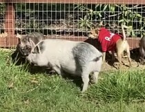 小型犬と育ったブタさん、自分のことを「犬」だと思っているけれど…