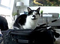 「一緒に連れてってよ！」長期旅行を察知してスーツケースに入りたがる猫さん