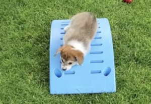 脱力っぷりが可愛すぎる！すべり台に挑戦するコーギー子犬