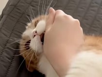 「本気でいくニャ！」飼い主さんの腕に必死にしがみ付き、渾身のキックを繰り出す猫さんの全力遊び