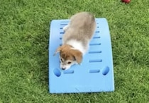 脱力っぷりが可愛すぎる！すべり台に挑戦するコーギー子犬