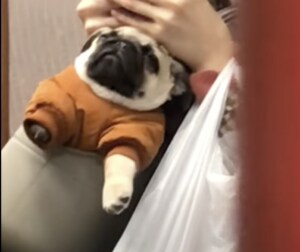 犬「電車の中では、あばれちゃダメ…」じーっと堪える姿がジワる