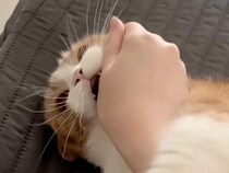 「本気でいくニャ！」飼い主さんの腕に必死にしがみ付き、渾身のキックを繰り出す猫さんの全力遊び