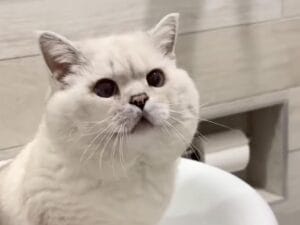 「どうしてもここがいいんだニャ…」飼い主さんの問いかけにハッキリお返事！ 洗面台が好きすぎる猫さんのこだわり
