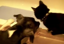 ひどいよ！ なんで？ 犬が猫をお風呂に突き落とした！