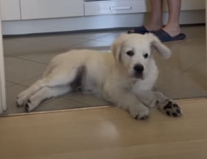 〇〇の音を聞くと飛び起きる！ 反応が可愛い子犬さん。