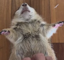 プレーリードッグをいろんな角度から眺めてみたら、どこから見てもかわいかった♡