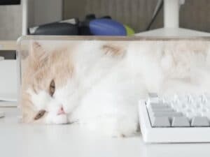 もふもふの毛がキーボードに…! 作業を邪魔しつつも飼い主さんのそばを離れない甘えん坊な猫さん