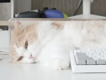 もふもふの毛がキーボードに…！ 作業を邪魔しつつも飼い主さんのそばを離れない甘えん坊な猫さん