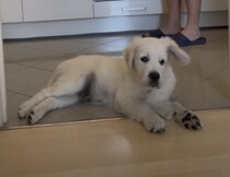 〇〇の音を聞くと飛び起きる！ 反応が可愛い子犬さん。