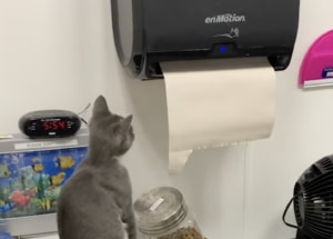 センサーの仕組みも理解！とっても賢い猫さん