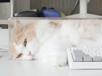 もふもふの毛がキーボードに…！ 作業を邪魔しつつも飼い主さんのそばを離れない甘えん坊な猫さん