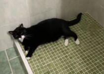 猫語でなにか言ってる！ 飼い主の気を引きたいおしゃべりさん