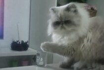 触るなって言われるとつい… 物を落としたくなるイタズラ猫さん