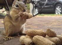 リス「めんどくせぇ、全部入れちゃえ！」ピーナッツを丸ごと詰めちゃう食いしん坊