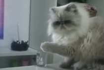 触るなって言われるとつい… 物を落としたくなるイタズラ猫さん