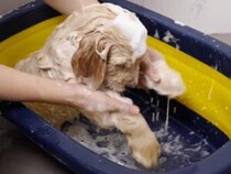 【お風呂デビュー】最初は不安だったけど… おもちゃと一緒にパシャパシャ！ 水遊びが大好きになった子犬さん